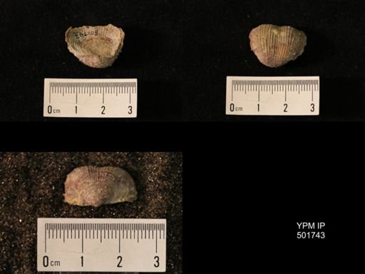 Marginifera lasallensis