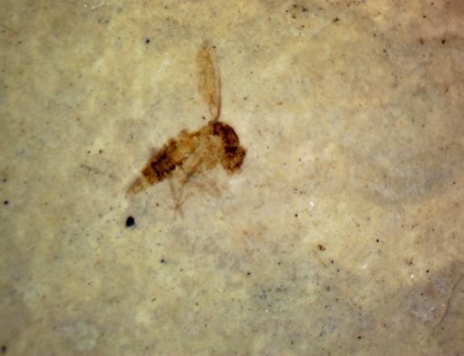 undet. Diptera