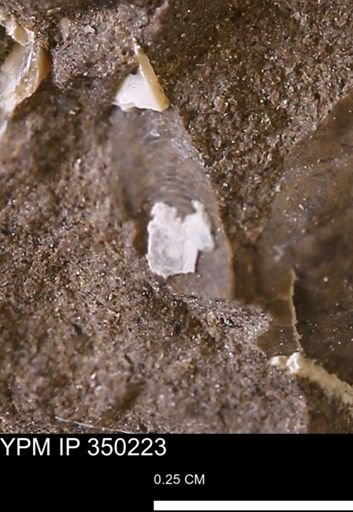 Limopsis striatopunctatus