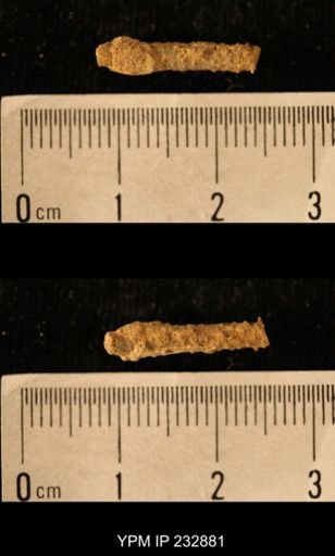 Archaeocidaris sp.