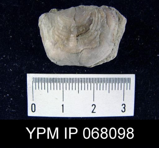 Leptaena rhomboidalis