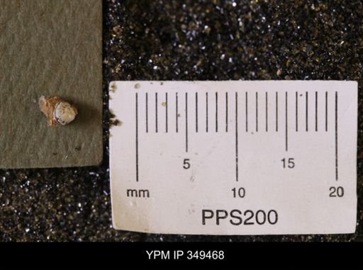Protocardia sp.