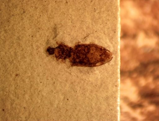 undet. Coleoptera