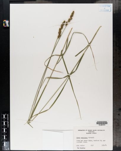 Plantae
