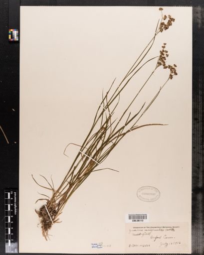 Juncus marginatus