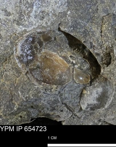 Mollusca