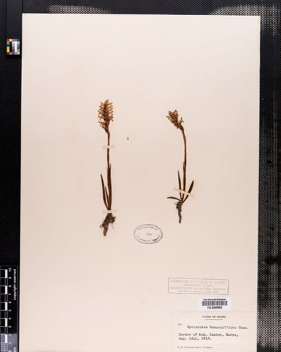 Spiranthes romanzoffiana