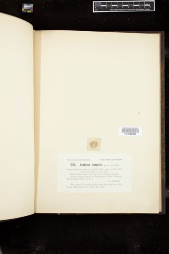 Anabaena inaequalis