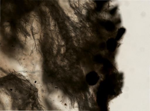 Lissodendoryx noxiosa