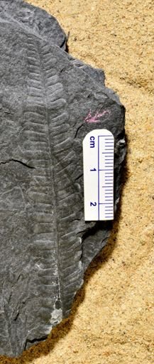 Pecopteris sp.