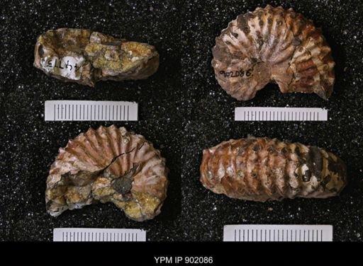 undet. Inoceramidae