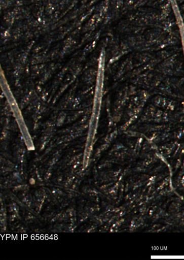 undet. Porifera