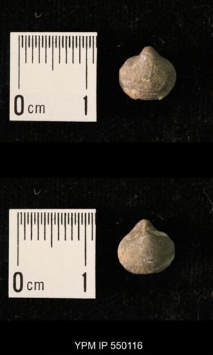 Ambocoelia planoconvexa