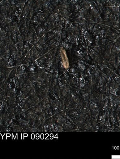 Miliammina manitobensis