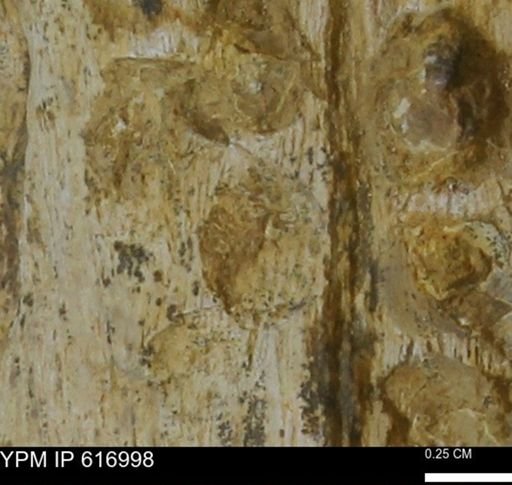 Teredo sp.
