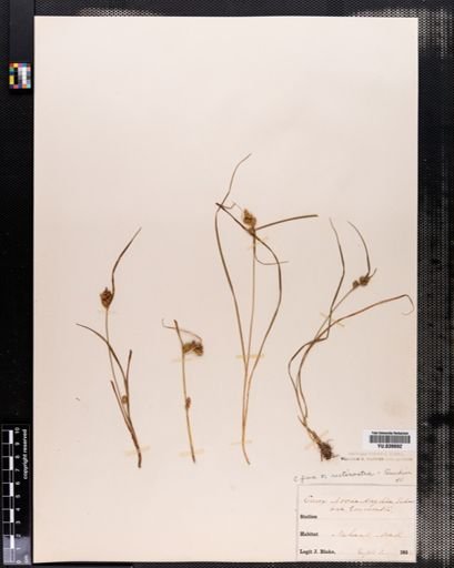 Carex flava