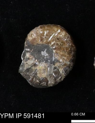 Hoploscaphites