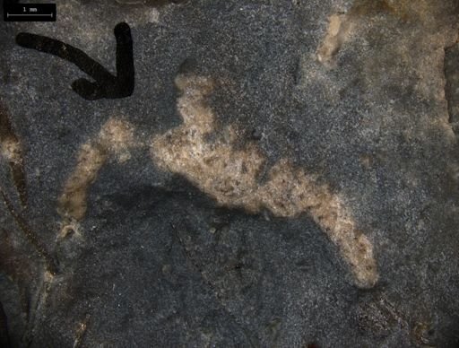 Aplocoma damesii