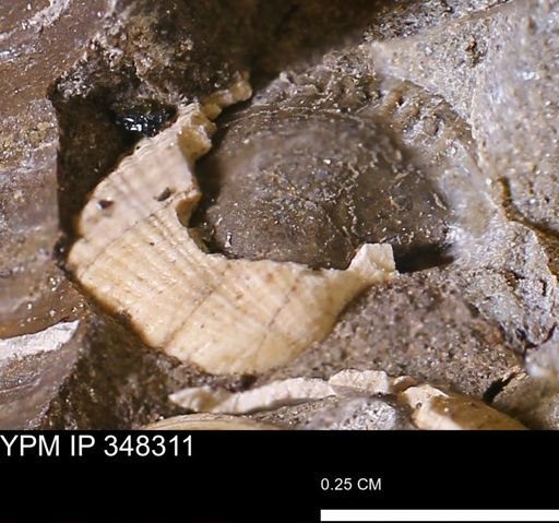 Parallelodon (Cosmetodon)?