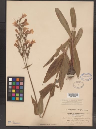 Plantae