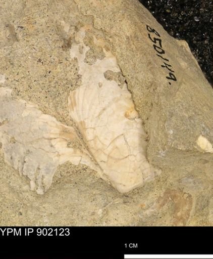 undet. Inoceramidae