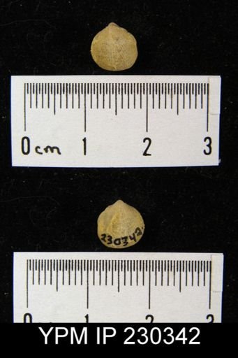 Rhipidomella carbonaria