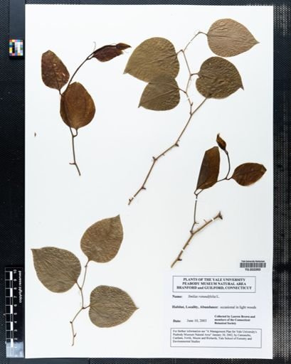 Smilax rotundifolia