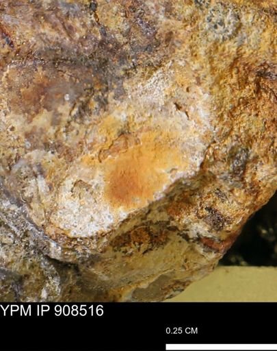 undet. Mollusca