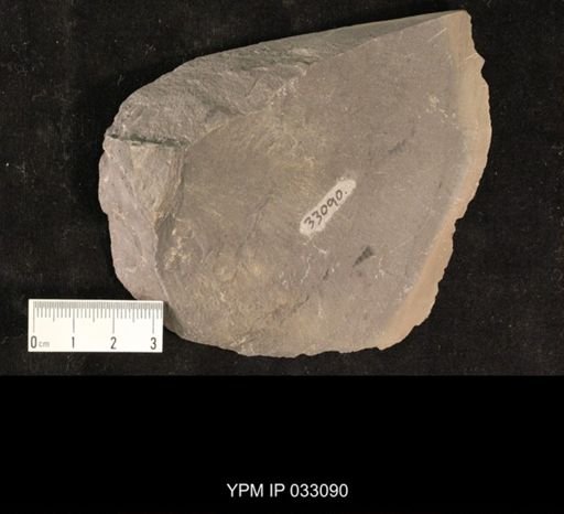 Mormolucoides articulatus