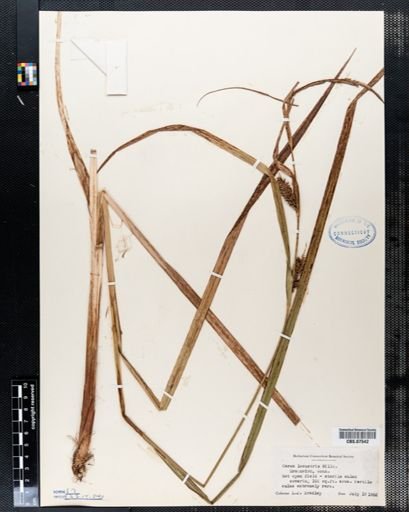 Carex lacustris