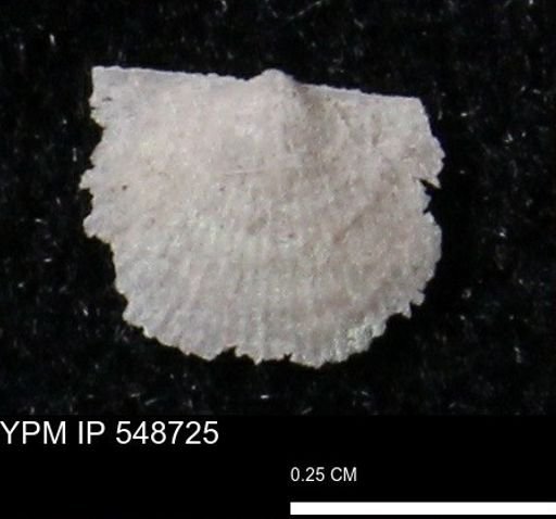 Stropheodonta perplana