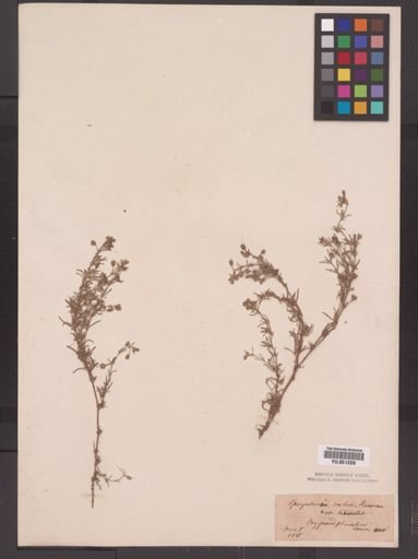 Spergularia rubra