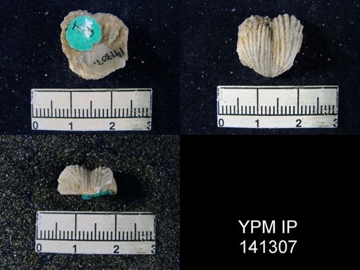 Productus (Dictyoclostus) gratiosus