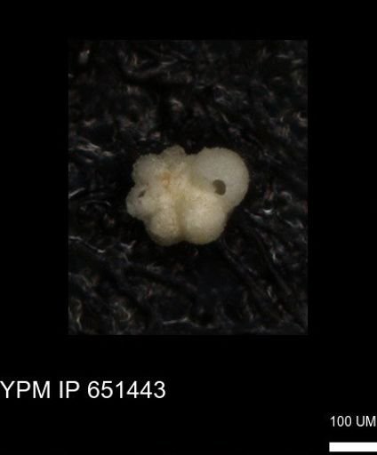 undet. Rugoglobigerinidae