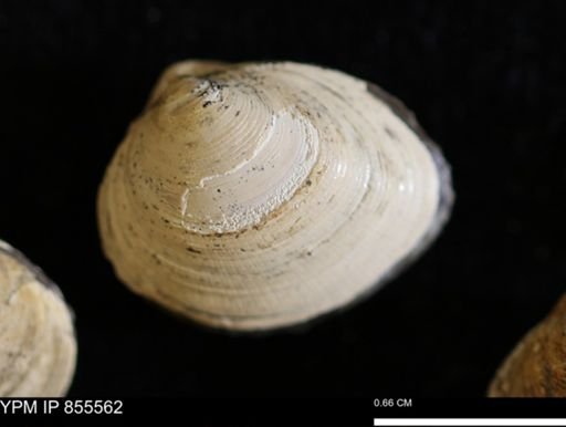 Limopsis striatopunctatus