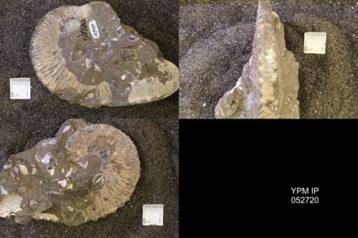 Jeletzkytes nebrascensis