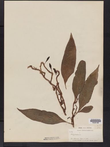 Polypodium