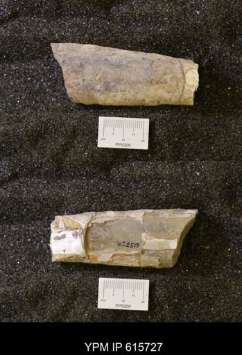 Baculites sp.