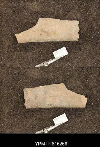 Baculites sp.
