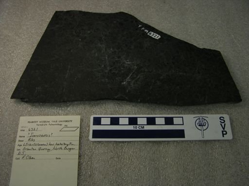 Icarosaurus sp.