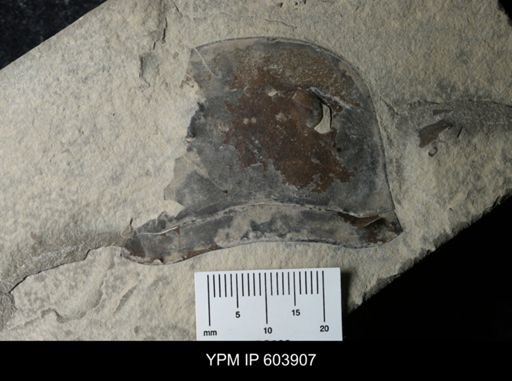 Eurypterus dekayi