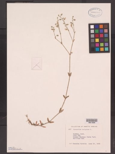 Cerastium vulgatum