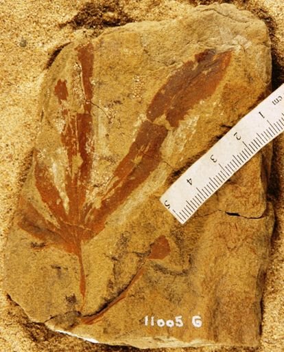 Lygodium spatulatum