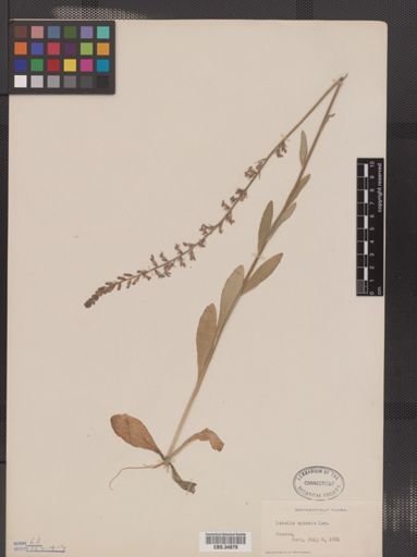 Lobelia spicata