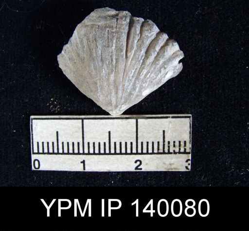 Camerophoria sp.