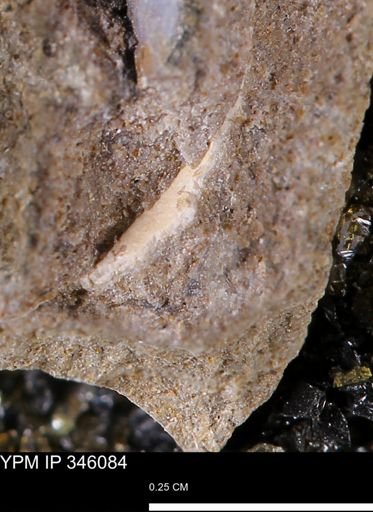 undet. Bivalvia