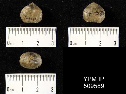 Uncinulus sp.