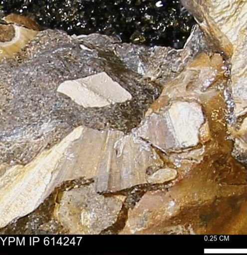 undet. Bivalvia