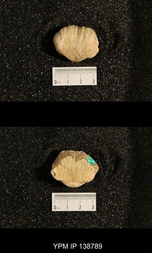 Productus (Dictyoclostus) subcostatus