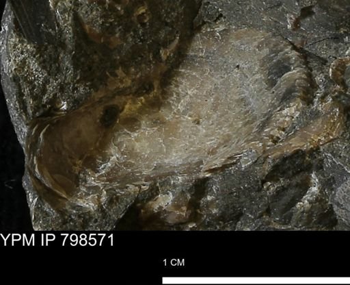 Nucula sp.